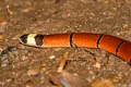 MacClelland's Coral Snake Sinomicrurus macclellandi