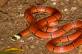 MacClelland's Coral Snake Sinomicrurus macclellandi