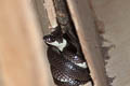 Malayan Banded Wolf Snake Lycodon subcinctus