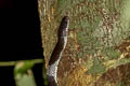Malayan Banded Wolf Snake Lycodon subcinctus