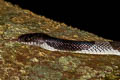 Malayan Banded Wolf Snake Lycodon subcinctus