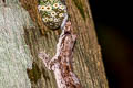 Malayan Frilly Gecko craspedotus