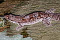 Malayan Frilly Gecko craspedotus