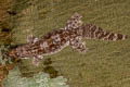 Malayan Frilly Gecko craspedotus