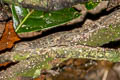 Malayan Rock Gecko Cnemaspis narathiwatensis