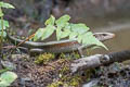 Many-lined Sun Skink Eutropis multifasciata Eutropis multifasciata (Common Sun Skink)