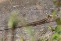 Many-lined Sun Skink Eutropis multifasciata Eutropis multifasciata (Common Sun Skink)