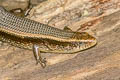 Many-lined Sun Skink Eutropis multifasciata Eutropis multifasciata (Common Sun Skink)