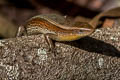 Many-lined Sun Skink Eutropis multifasciata Eutropis multifasciata (Common Sun Skink)