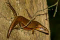 Many-lined Sun Skink Eutropis multifasciata Eutropis multifasciata (Common Sun Skink)