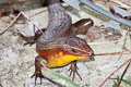 Many-lined Sun Skink Eutropis multifasciata Eutropis multifasciata (Common Sun Skink)