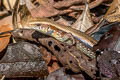 Many-lined Sun Skink Eutropis multifasciata Eutropis multifasciata (Common Sun Skink)