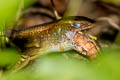 Many-lined Sun Skink Eutropis multifasciata Eutropis multifasciata (Common Sun Skink)