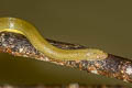 Northern Rice Paddy Snake Hypsiscopus wettsteini