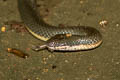 Northern Rice Paddy Snake Hypsiscopus wettsteini