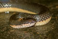 Northern Rice Paddy Snake Hypsiscopus wettsteini