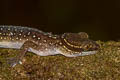 Oldham's Bent-toed Gecko Cyrtodactylus oldhami