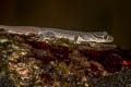 Oldham's Bent-toed Gecko Cyrtodactylus oldhami