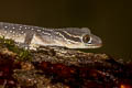 Oldham's Bent-toed Gecko Cyrtodactylus oldhami