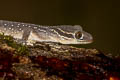 bent-toed gecko