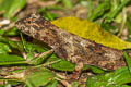 Orange-winged Gliding Lizard Draco maculatus