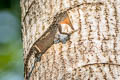 Orange-winged Gliding Lizard Draco maculatus