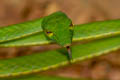 Oriental Whip Snake Ahaetulla prasina (Oriental Vine Snake)