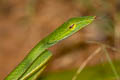 Oriental Whip Snake Ahaetulla prasina (Oriental Vine Snake)