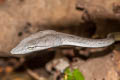 Oriental Whip Snake Ahaetulla prasina (Oriental Vine Snake)