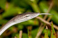 Oriental Whip Snake Ahaetulla prasina (Oriental Vine Snake)