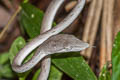 Oriental Whip Snake Ahaetulla prasina (Oriental Vine Snake)