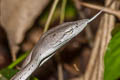 Oriental Whip Snake Ahaetulla prasina (Oriental Vine Snake)