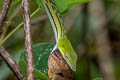 Oriental Whip Snake Ahaetulla prasina (Oriental Vine Snake)