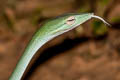 Oriental Whip Snake Ahaetulla prasina (Oriental Vine Snake)