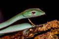 Oriental Whip Snake Ahaetulla prasina (Oriental Vine Snake)