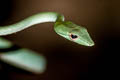 Oriental Whip Snake Ahaetulla prasina (Oriental Vine Snake)