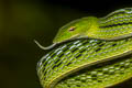 Oriental Whip Snake Ahaetulla prasina (Oriental Vine Snake)