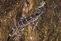 Peters's Bent-toed Gecko Cyrtodactylus consobrinus