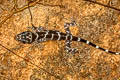Peters's Bent-toed Gecko Cyrtodactylus consobrinus