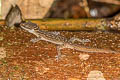 Phetchaburi Bent-toed Gecko Cyrtodactylus phetchaburiensis