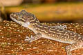 Phetchaburi Bent-toed Gecko Cyrtodactylus phetchaburiensis