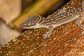 Phetchaburi Bent-toed Gecko Cyrtodactylus phetchaburiensis