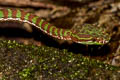 Phujet Pit Viper Trimeresurus phuketensis