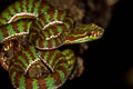 Phujet Pit Viper Trimeresurus phuketensis