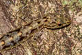 Phuket Rock Gecko Cnemaspis phuketensis (Phuket Day Gecko)