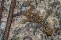 Phuket Rock Gecko Cnemaspis phuketensis (Phuket Day Gecko)