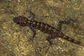 Phuket Rock Gecko Cnemaspis phuketensis (Phuket Day Gecko)