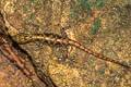 Phuket Rock Gecko Cnemaspis phuketensis (Phuket Day Gecko)