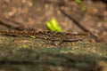 Phuket Rock Gecko Cnemaspis phuketensis (Phuket Day Gecko)