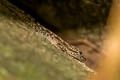 Phuket Rock Gecko Cnemaspis phuketensis (Phuket Day Gecko)